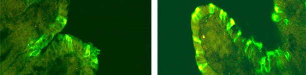 Inmunofluorescenza del PEDv in suini inoculati con CV777