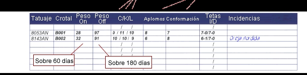 ejemplo de una hoja de testaje