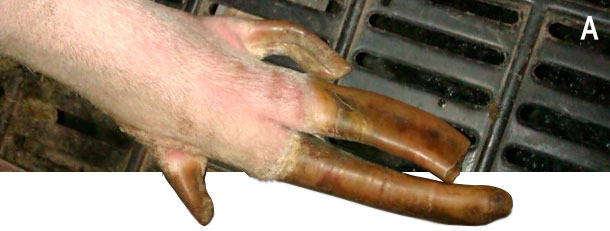 Sovracrescita degli unghielli e speroni.