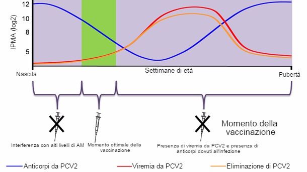 vaccinazione ottimale del pcv2
