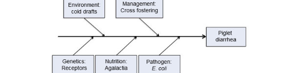 Modello di 5 fattori produttivi come cause di colibacillosi