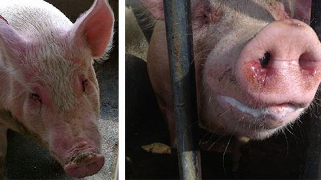 Cerdas enfermas con EM y depresión, anorexia, fiebre, dificultades respiratorias moderadas, descarga nasal y ocular con moco y sangre