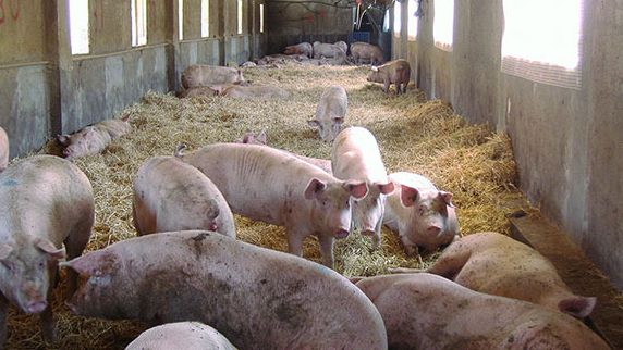 Provisi&oacute;n de material de cama