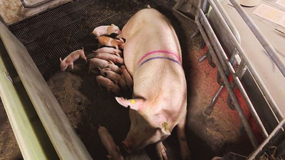 Sistema SWAP en el periodo de libertad de la cerda. Cedida por Christian Fink Hansen