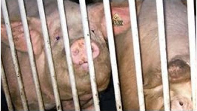 Protocolos de salud para la entrada de reemplazos