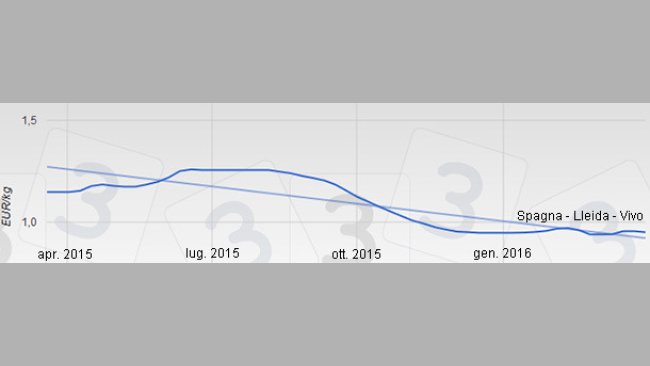 Precio del cerdo en España - Lleida - Vivo