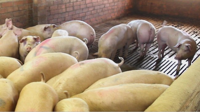 Scrofette da romonta