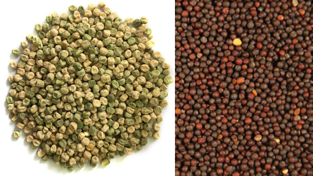 Piselli e colza per mangimi