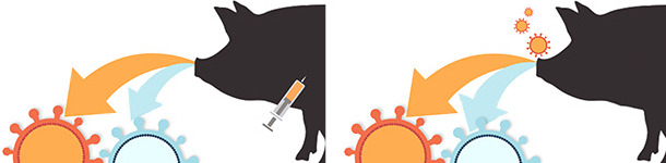 Tipo de protecci&oacute;n