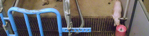 Somministrare latte artificiale dai primi giorni di vita &egrave; un'opzione per gestire l'iperprolificit&agrave; ed evitare diarree