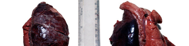 Acpp unilaterale acuto in un suinetto di 2 settimane