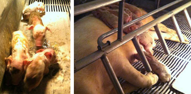 Suinetti con diarrea in lattazione