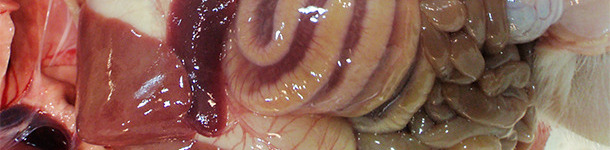 L'edema del mesocolon &egrave; tipico di ICD