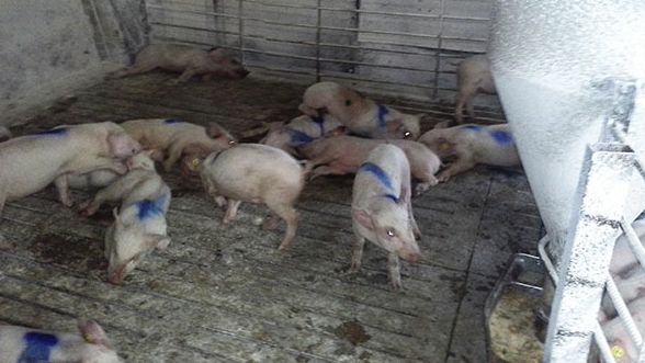 Cerdos afectados