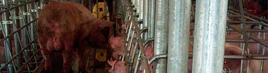 Ricerca calore con verro