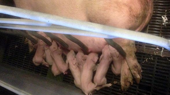 Scrofa che ha appena partorito
