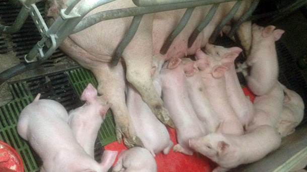 Scrofa in lattazione