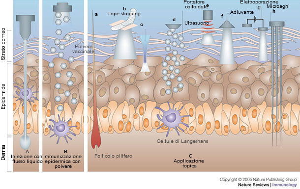 Immunizzazione per via cutanea
