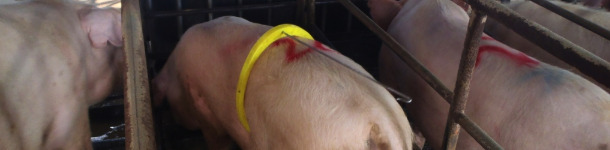 Un povero maschio troppo giovane e con poca libido ed inoltre sta davanti alla scrofa in calore, ma sta dormendo...