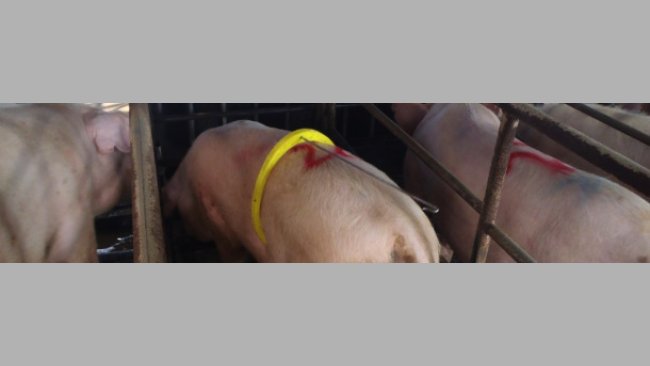 Un povero maschio troppo giovane e con poca libido ed inoltre sta davanti alla scrofa in calore, ma sta dormendo...