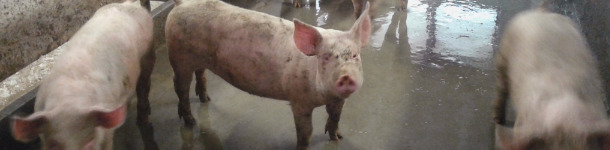 Magroni sporchi prima 2