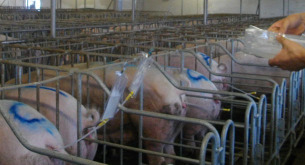 Inseminazione con molle
