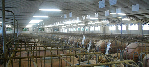 Inseminazione con molle
