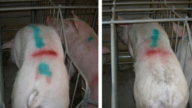 Scrofe appena coperte con eccessiva perdita di condizione corporale