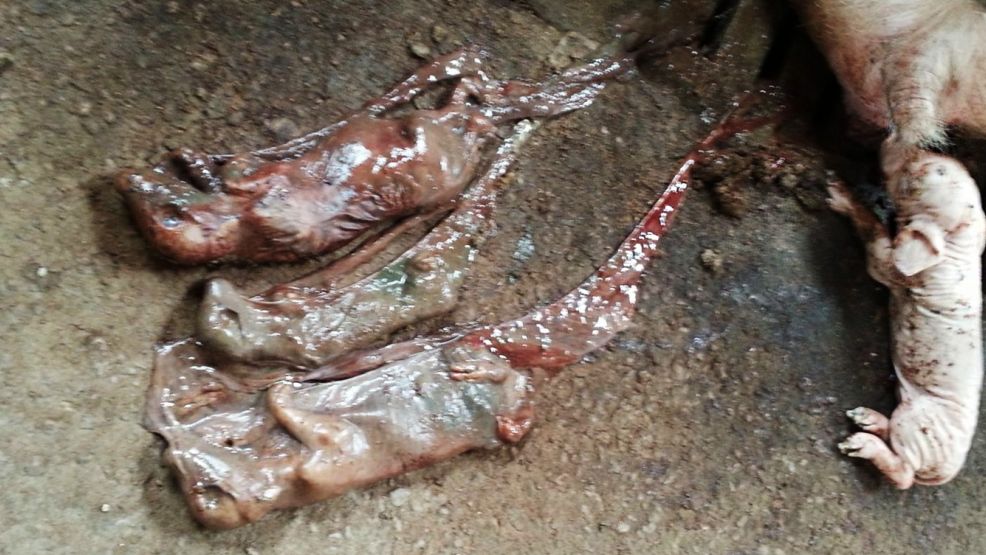 Mummificati di diverse dimensioni da parvovirus e parto precoce da PRRS nella zona gestazione