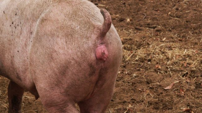 Calore di una primipara trattata con altrenogest