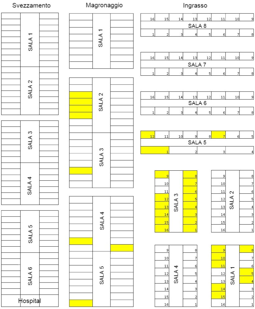 Disegno dellallevamento. I box contenenti i suinetti orecchinati sono in giallo
