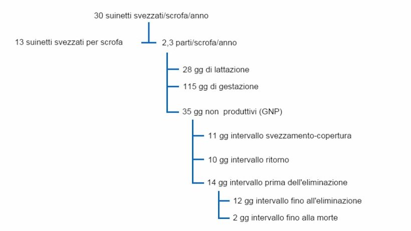 Fig. 1 Intervalli tra i GNP ed altri fattori produttivi in un albero della produttività per 30 suinetti svezzati/scrofa/anno
