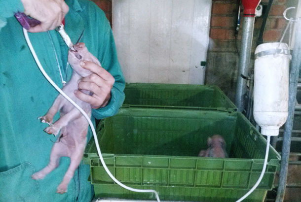 La siringa si adatta alla bottiglia attraverso un tubo lungo, che facilita la somministrazione da qualsiasi posizione in torno al carrello
