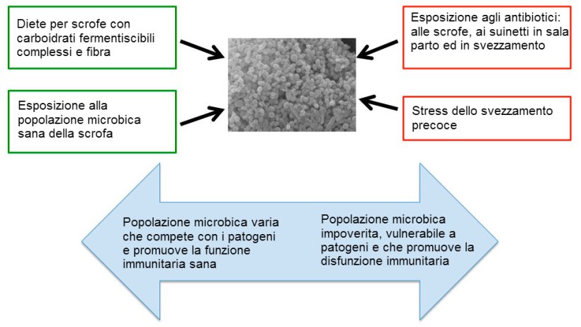 Figura 2. Fattori che influenzano lo sviluppo di un sano microbiota.
