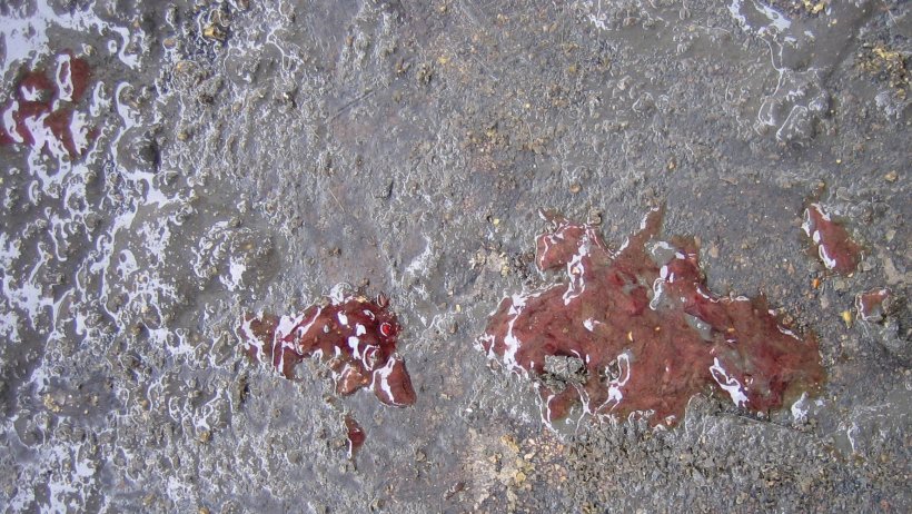 Diarrea catarrale emorragica
