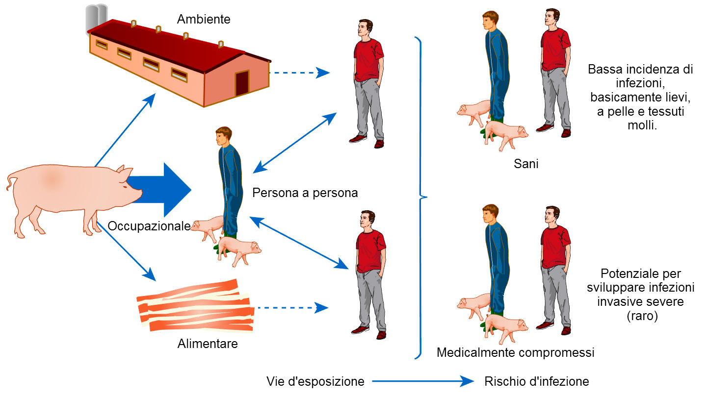 Modello concettuale delle vie di esposizione e rischi d'infezione da S. aureus associati agli animali d'allevamento
