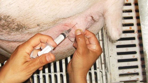 Somministrazione di prostaglandine alla scrofa 1
