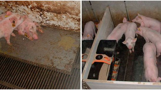 Figura&nbsp;2 &ndash; Suini allevati in condizioni di sudiciume (sinistra) ed in condizioni di pulizia (destra) durante la fase di prestarter.
