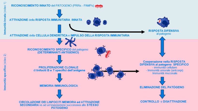 Figura 1. Fase di inizio, attivazione e progressione dell'immunit&agrave; innata e specifica contro un patogeno
