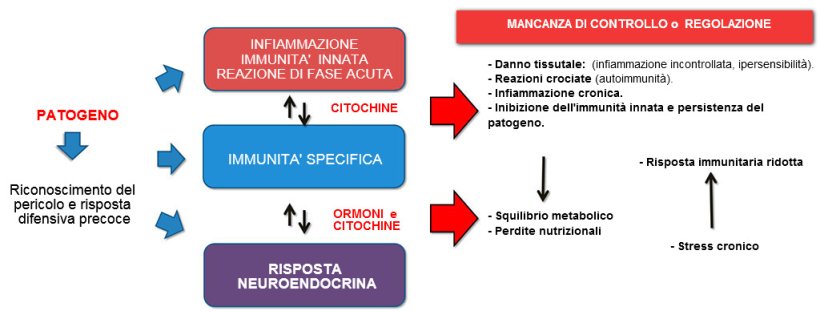 Figura 2b: Interazione tra immunit&agrave; e risposta neuroendocrina nell'evoluzione non controllata della immunit&agrave; / infiammazione: l'infiammazione cronica o l'infezione persistente sono associate a disturbi metabolici.
