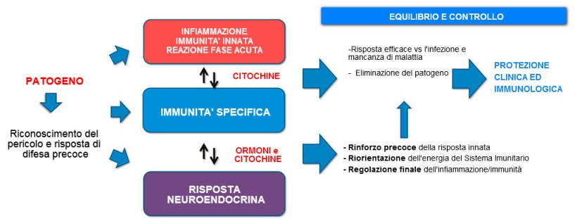 Figura 2a. Interazione tra immunit&agrave; e risposta neuroendocrina: risposta infiammatoria ed immunitaria equilibrata e controllata che porta alla potezione clinica ed immunologica.
