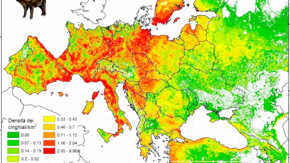 Figura 2: Popolazione stimata di cinghiali in Europa. Fonte: FAO-ASFORCE, Maggio 2015
