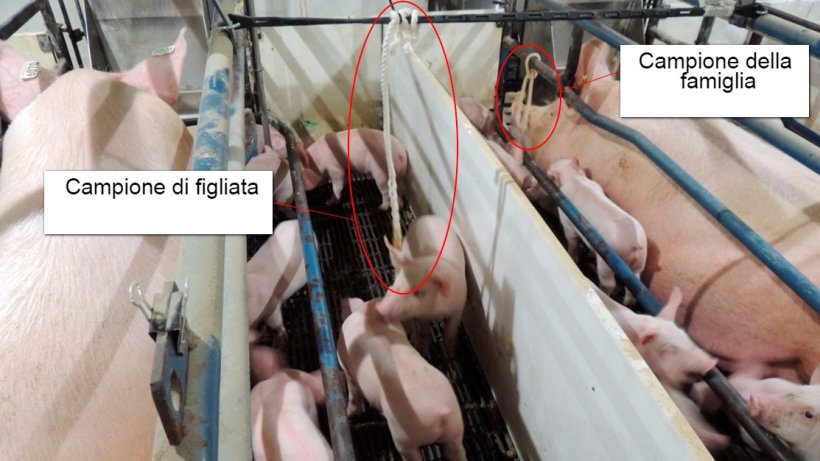 Grafico 1. Campionamento della figliata (solo i suinetti sono esposti alle corde) e della famiglia (sia scrofe, sia suinetti esposti alle corde).
