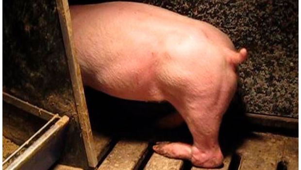 Figura 3. Paralisi dell'arto posteriore come risultato della lesione dle nervo sciatico di un suinetto sollevato dalla gamba posteriore.
