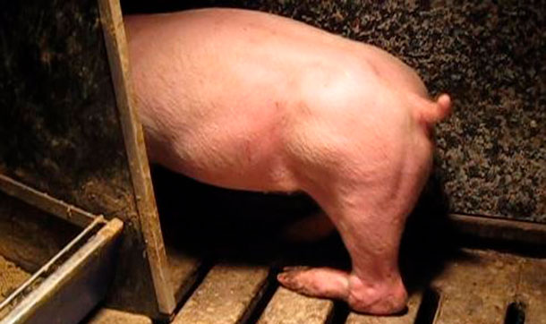 Figura 3. Paralisi dell'arto posteriore come risultato della lesione dle nervo sciatico di un suinetto sollevato dalla gamba posteriore.