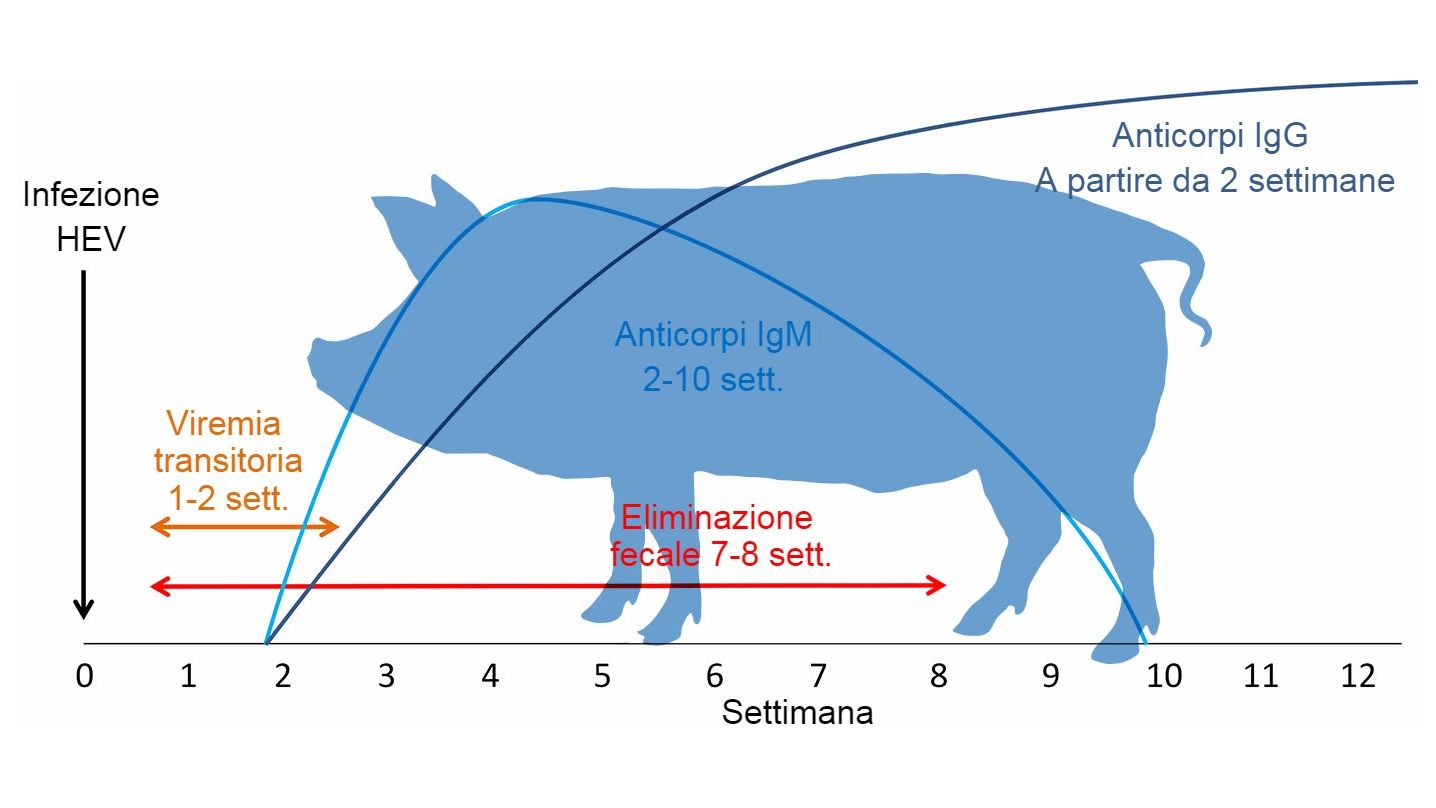 Risposta all'infezione del virus dell'Epatite E&nbsp;
