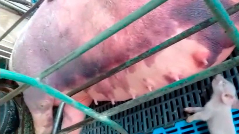 Foto 5. Emorragie nelle scrofe in lattazione.
