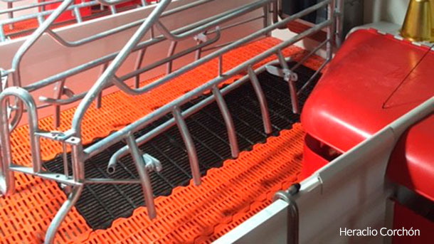 La combinazione più utilizzata è il pavimento in plastica per il suinetto e di materiale metallico fondente per la scrofa.