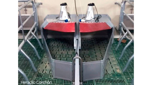 Le lampade autoregolabili e l'uso di nidi sono una buona opzione per avere l'ambiente necessario per il suinetto (28-33 ºC in funzione dell'età)