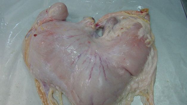 Stomaco di suino con contenuto
